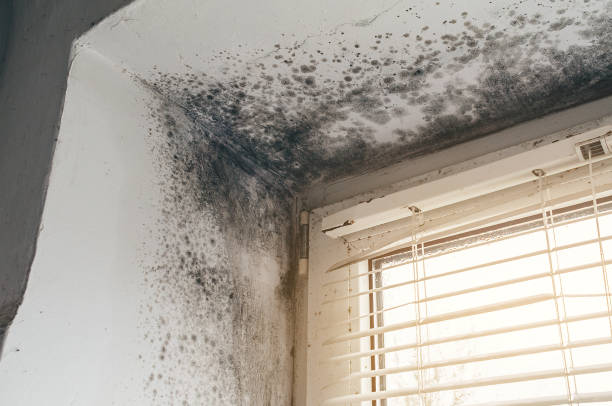Affordable Commercial Mold Remediation solutions in Point of Rocks, MD